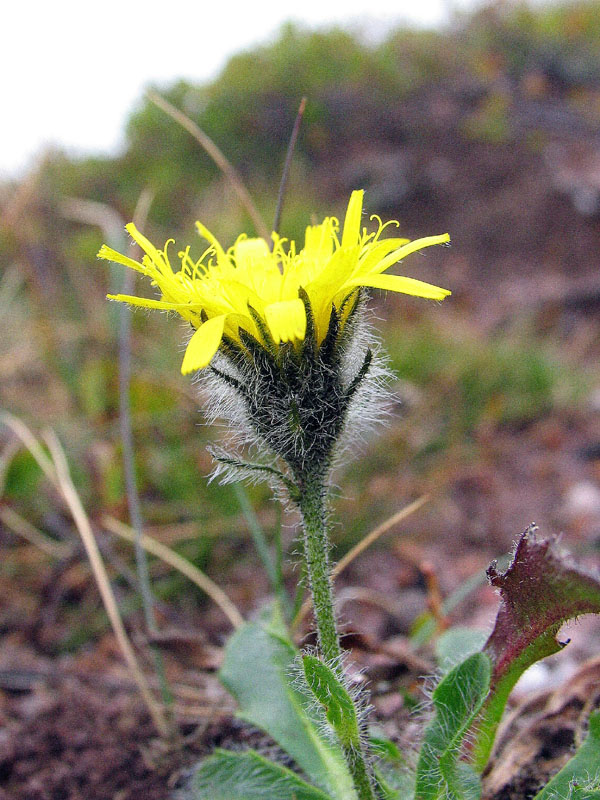 Leontodon montanus subsp. melanotrichus ?